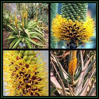 Aloe spicata - Bottle-Brush Aloe - 20 Seed Pack - Indigenous Succulent - Worldwide Shipping, NEW