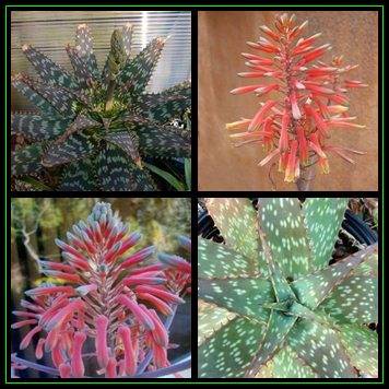 Aloe zebrina Seeds - Zebra Leaf Aloe - Indigenous Succulent - Worldwide Shipping, NEW