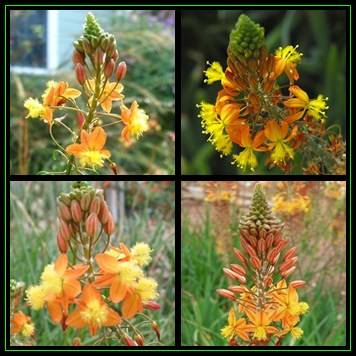Bulbine frutescens Orange Seeds - 10 Seed Pack - Indigenous Succulent - Worldwide Shipping, NEW