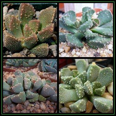 Aloinopsis setifera Seeds - Indigenous Succulent Mesemb - Worldwide Shipping, NEW