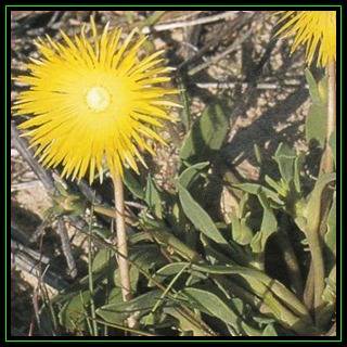 Apatesia helianthoides Seeds - Indigenous Succulent Mesemb - Worldwide Shipping, NEW