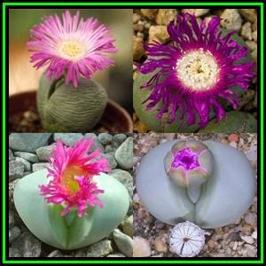 Argyroderma pearsonii - 20 Seed Pack - Indigenous Succulent Mesemb - Insured Global Shipping - NEW