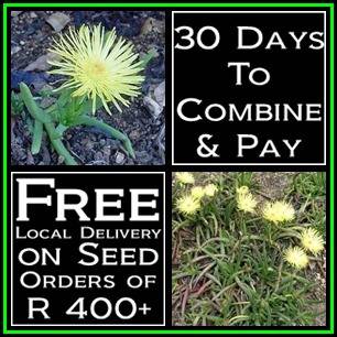 Cephalophyllum loreum -10 Seed Pack- Indigenous Succulent Mesemb - Combined Global Shipping - NEW