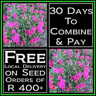 Cephalophyllum niveum Seeds - Indigenous Succulent Mesemb - Combined Global Shipping - NEW