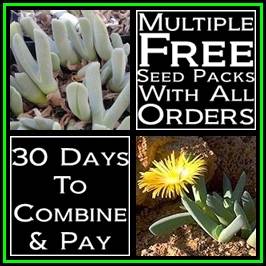 Cheiridopsis aurea - 10 Seed Pack - Indigenous South African Succulent Mesembs - NEW