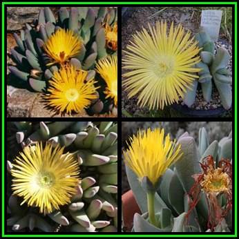 Cheiridopsis robusta - 10 Seed Pack - Indigenous Succulent Mesemb -Combined Global Shipping- NEW