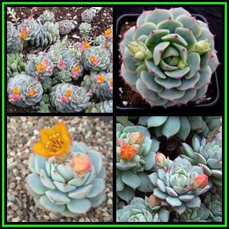 Echeveria derenbergii - 100 Bulk Seed Pack - Exotic Succulent -Insured Combined Global Shipping- NEW