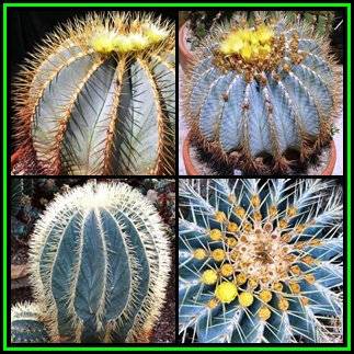 Ferocactus glaucescens - 50 Seed Pack - Blue Barrel Cactus - Exotic Succulent - BULK - NEW