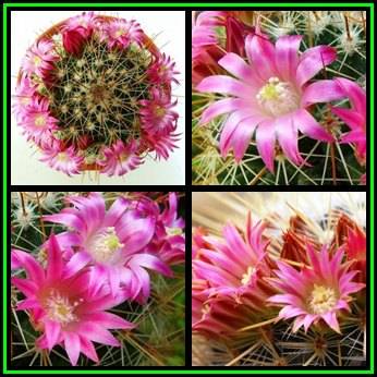 Mammillaria magnifica - 10 Seed Pack - Verified Seller - Exotic Succulent Cactus - NEW