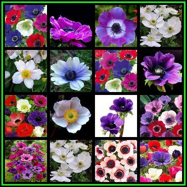 10 BULBS - Anemone coronaria var. De Caen Mixed Colours - Plant Now - NEW