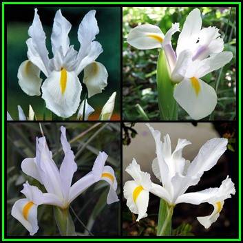 5 BULBS - Dutch Iris - White Flowers - Plant Now - NEW