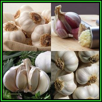 10 Garlic Cloves - Allium sativum - Plant Now - NEW Bulbs