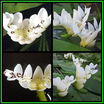BULBS - Waterblommetjies - Aponogeton distachyos -Plant Now- Edible Flowers, Indigenous Bulbs - NEW