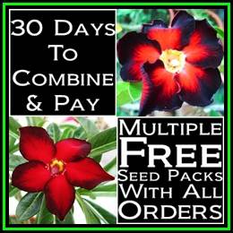 Adenium obesum Black Fire Seeds - Exotic Succulent Bonsai Shrub Tree - NEW