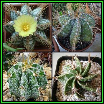 Astrophytum ornatum - 10 Seed Pack - Verified Seller - Exotic Succulent Cactus - NEW