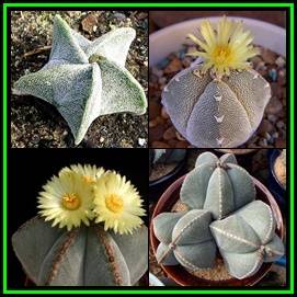 Astrophytum myriostigma - 20 Seed Pack - Verified Seller - Exotic Succulent Cactus - NEW