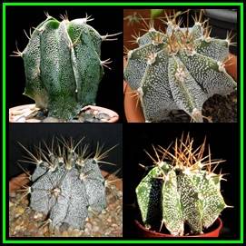 Astrophytum ornatum - 20 Seed Pack - Verified Seller - Exotic Succulent Cactus - NEW