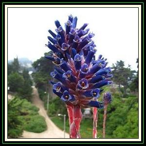 Puya coerulea var. violacea - 20 Seed Pack - Exotic Bromeliad - Combined Global Shipping - NEW
