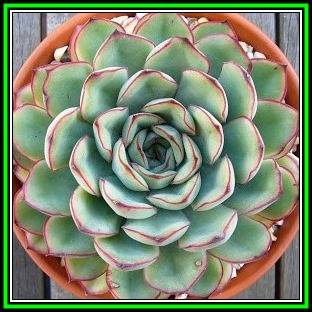 Echeveria pulidonis - 20 Seed Pack - Exotic Succulent - Insured Combined Global Shipping - NEW