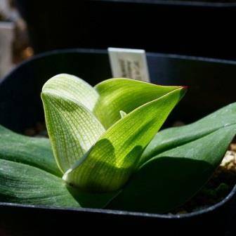 5 Androcymbium burchellii Seeds - Indigenous Bulbs Seeds