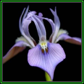 Moraea ciliata - 10 Seed Pack - Indigenous Perennial Bulb - Combined Insured Global Shipping - New