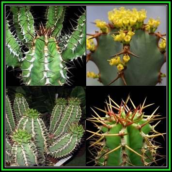 Euphorbia virosa Seeds - Indigenous Drought Tolerant Succulent - NEW