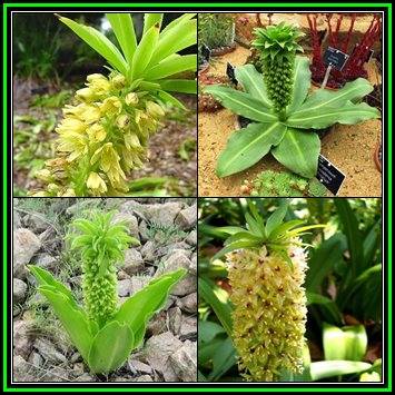 Eucomis autumnalis - 10 Seed Pack - Indigenous Perennial Bulb -Combined Global Shipping- New