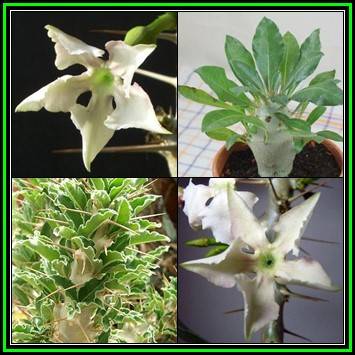Pachypodium saundersii - Kudu Lily -10 Seed Pack- Indigenous Succulent -Insured Global Shipping, NEW