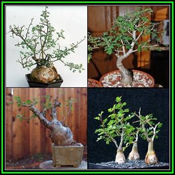 Pachycormus discolor - 5 Seed Pack - Baja Elephant Tree - Exotic Bonsai Shrub Succulent - NEW