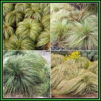 Carex comans Green - 20 Seed Pack - Evergreen Perennial Ornamental Grass -Global Shipping- New