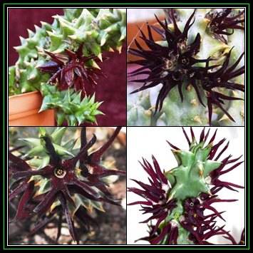 Quaqua mammillaris - 10 Seed Pack - Indigenous South African Stapeliad Succulents - NEW