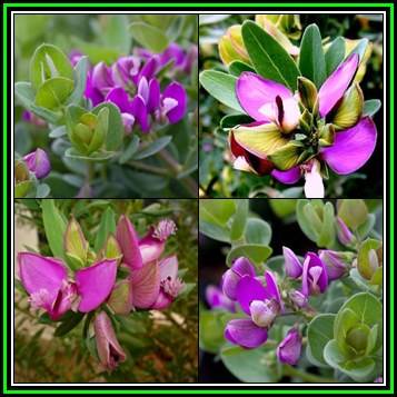 Polygala virgata Seeds -  Purple Broom - Indigenous Evergreen Cut Flower Shrub - New