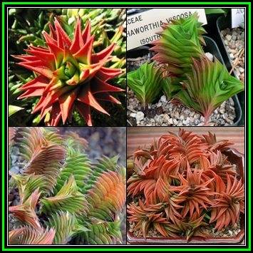 Haworthia viscosa Seeds - Indigenous Endemic Succulent - Flat Ship Rate - NEW