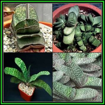Gasteria disticha Seeds - Indigenous Endemic Succulent - Flat Ship Rate - NEW