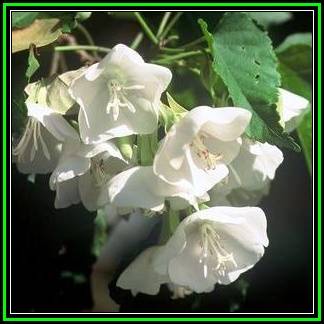Dombeya cymosa Seeds - Natal Dombeya - Indigenous Scented Flowering Tree Seeds - New
