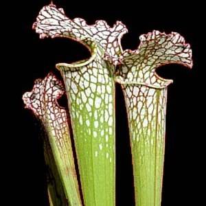 Carnivorous White Top Pitcher Plant Seeds - Sarracenia leucophylla + FREE SEEDS - Frost Hardy