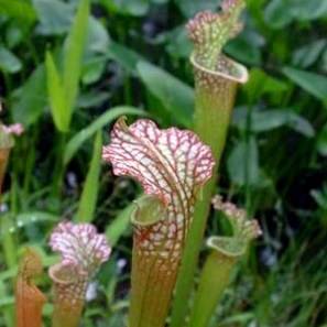 Carnivorous White Top Pitcher Plant Seeds - Sarracenia leucophylla + FREE SEEDS - Frost Hardy
