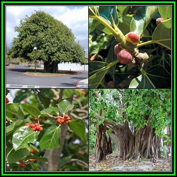 Ficus benghalensis, Indian Banyan Fig Evergreen Tree, 10 Seed Pack - NEW