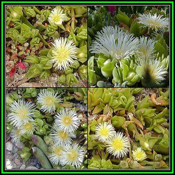 Sceletium emarcidum Kanna - 10 Seed Pack - Indigenous Ethnobotanical Succulent Mesemb Herb - NEW