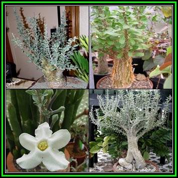 Sesamothamnus lugardii Seeds - Indigenous South African Caudiciform Succulent Tree - NEW