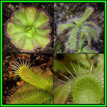Drosera pauciflora - Carnivorous Sundew - 10 Seed Pack - Endemic Ethnobotanical Houseplant - New