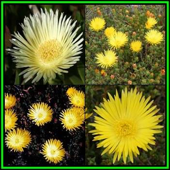 Lampranthus glaucus - 20 Seed Pack - Indigenous Endemic Succulent Mesemb - NEW