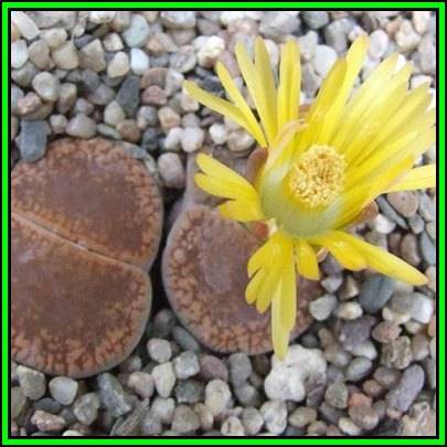Lithops aucampiae Danielskuil - 10 Seed Pack - Stoneplants Indigenous Endemic Succulent Mesemb - NEW