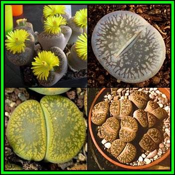 Lithops aucampiae Mixture Seeds - Living Stones Indigenous Endemic Succulent Mesemb - NEW