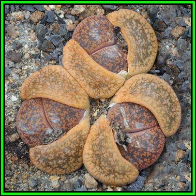 Lithops aucampiae aucampiae Seeds - Stoneplants Indigenous Endemic Succulent Mesemb - NEW