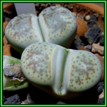 Lithops dinteri var friedericii Seeds - Flowering Stones Indigenous Endemic Succulent Mesemb - NEW