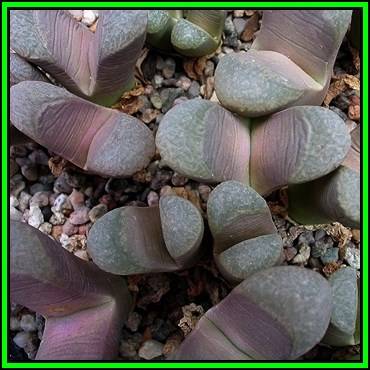 Lithops divergens var amethystina Seeds - Stoneplants Indigenous Endemic Succulent Mesemb - NEW