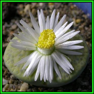 Lithops fulviceps var fulviceps Seeds - Stoneplants Indigenous Endemic Succulent Mesemb - NEW