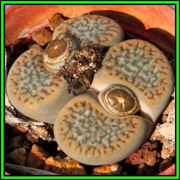 Lithops hookeri var elephina - 10 Seed Pack - Living Stones Indigenous Endemic Succulent Mesemb, NEW
