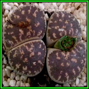 Lithops lesliei Pietersburg Form - 10 Seed Pack - Indigenous Endemic Succulent Mesemb - NEW